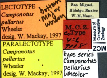 Media type: image; Entomology 9118   Aspect: labels